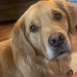 Meet your Posher, Britney